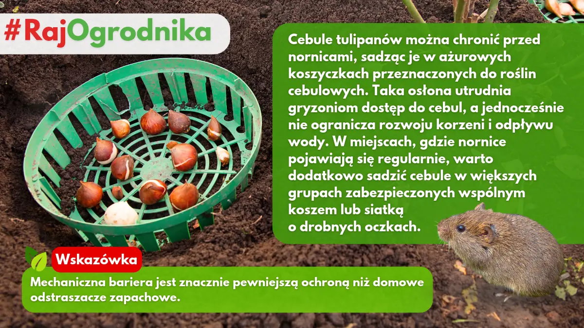 Ochrona cebul tulipanów przed nornicami blog sklep rajogrodnika